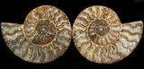 Polished Ammonite Pair - Agatized #41183-1